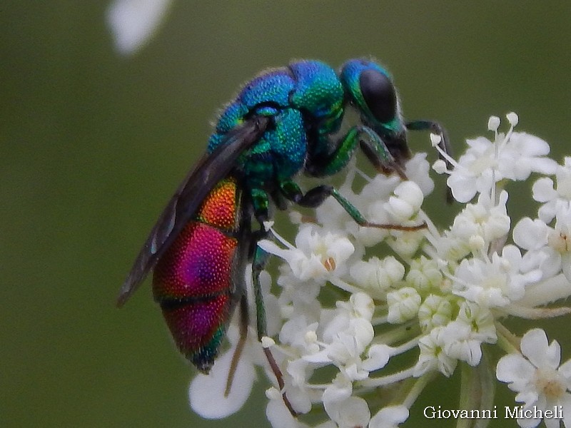Chrysididae: Stilbum cyanurum? No, Chrysura sp. (cfr.)
